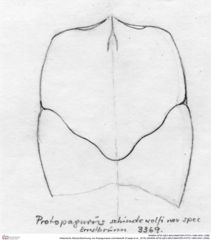 Historische Skizze/Zeichnung von Eopaguropsis schindewolfi (Fraaije et al., 2019) (NHMW-AFW-GEO-BACHMAYER-FOTO-1990-0041-3369)